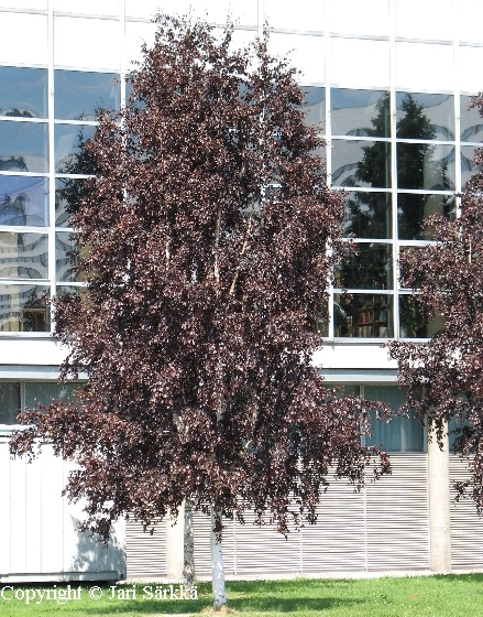 Punahieskoivu - finsk rödbjörk - Betula pubescens f. rubra